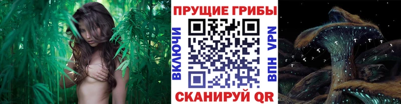 хочу   Олёкминск  дарк нет официальный сайт  Галлюциногенные грибы GOLDEN TEACHER 